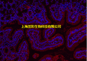 免疫荧光(单标).png