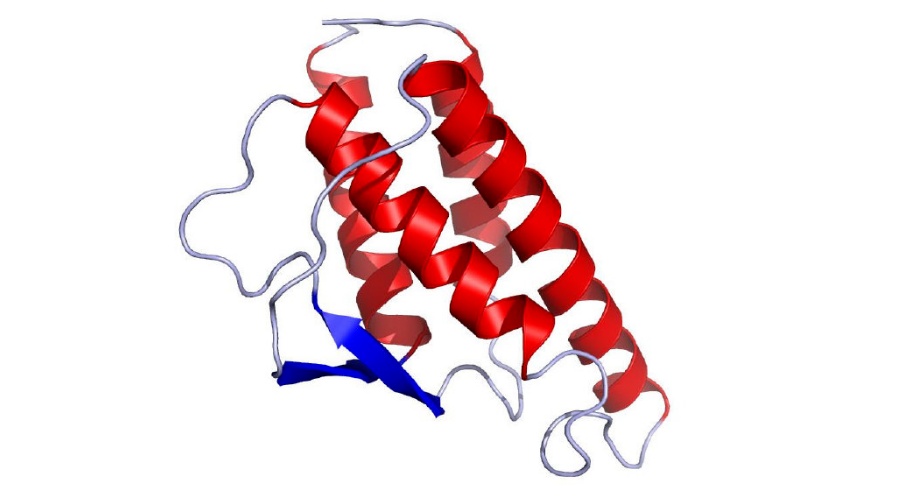 白介素.jpeg 白介素.jpeg